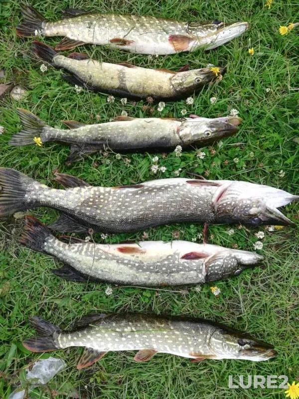 Pike — Volga, Aug 19, 2019