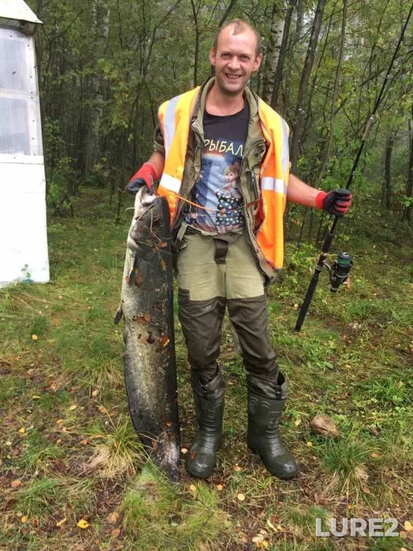 Wels catfish — Ivankovskoye, Aug 21, 2019