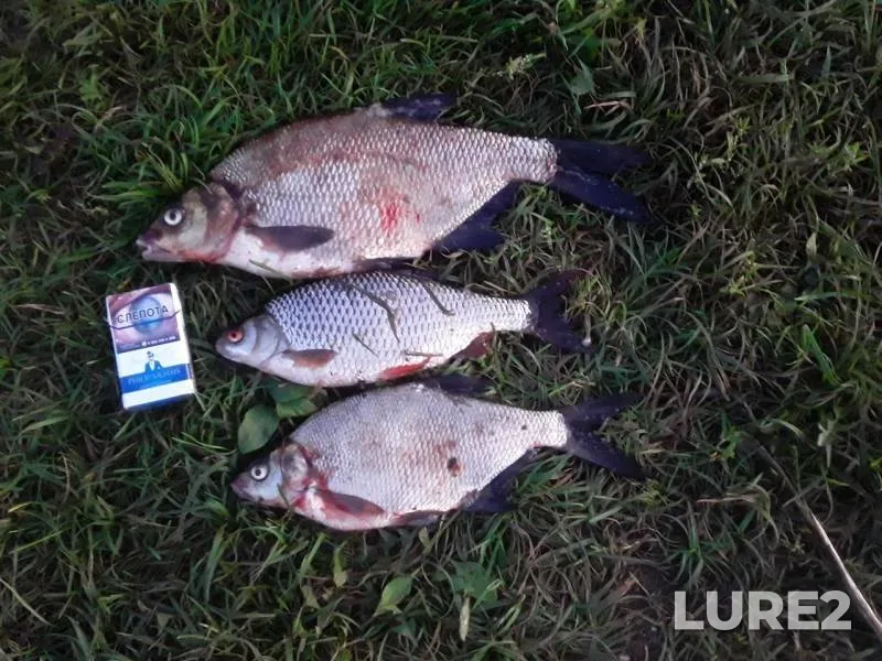 Bream, Roach — Tvertsa, Aug 22, 2019