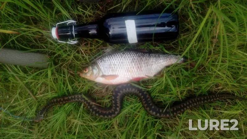 Roach — Volga, Aug 25, 2019