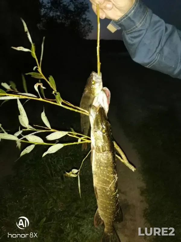 Perch, Pike — Volga, Aug 29, 2019