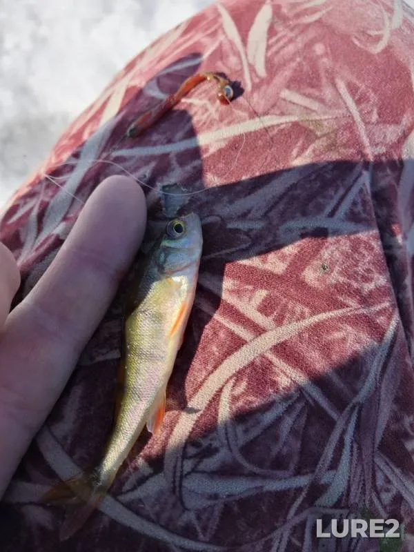 Perch — Polikarpov, Apr 07, 2019