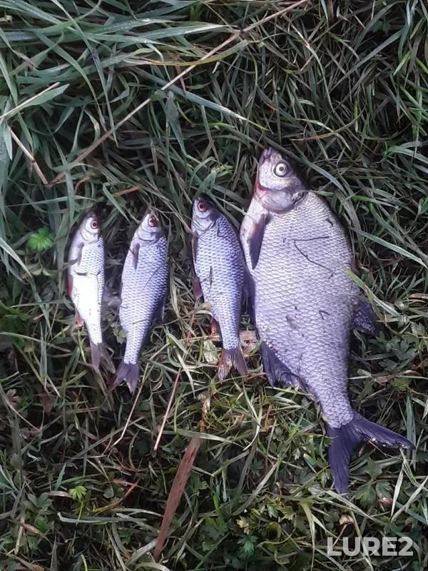 Bream, Roach — Tvertsa, Aug 30, 2019