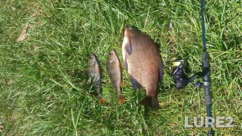 Bream — Tvertsa, Aug 30, 2019