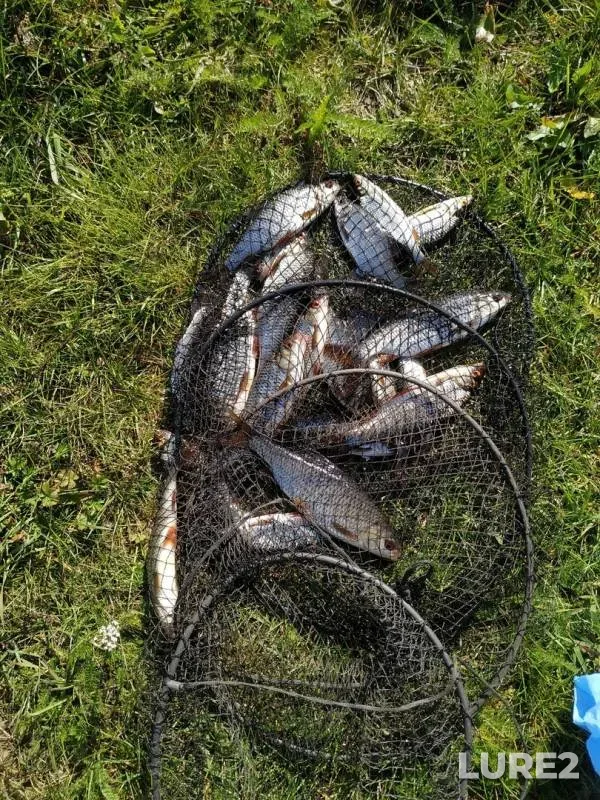 Roach — Tverskaya oblast, Aug 31, 2019