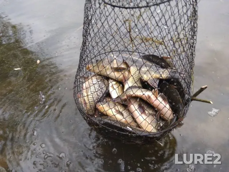 Carp — Starkovskoye, Sep 04, 2019