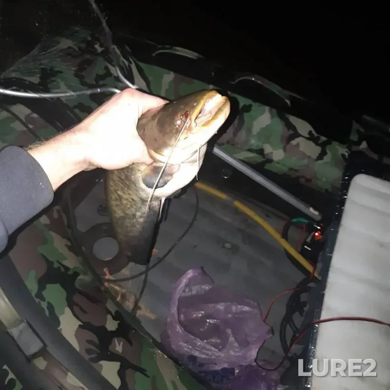 Wels catfish — Volga, Sep 07, 2019