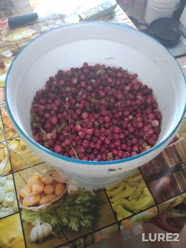 Pike — Kushalka, Sep 11, 2019
