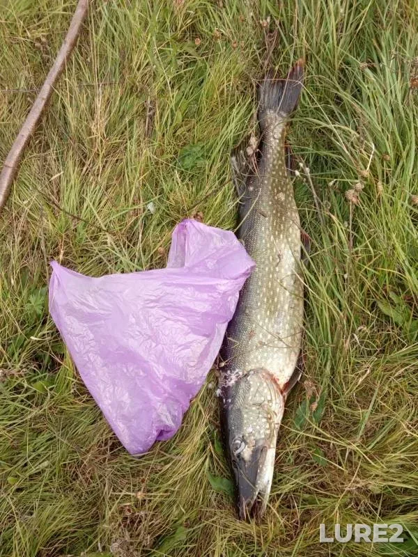 Pike, Roach — Mologa, Sep 26, 2019