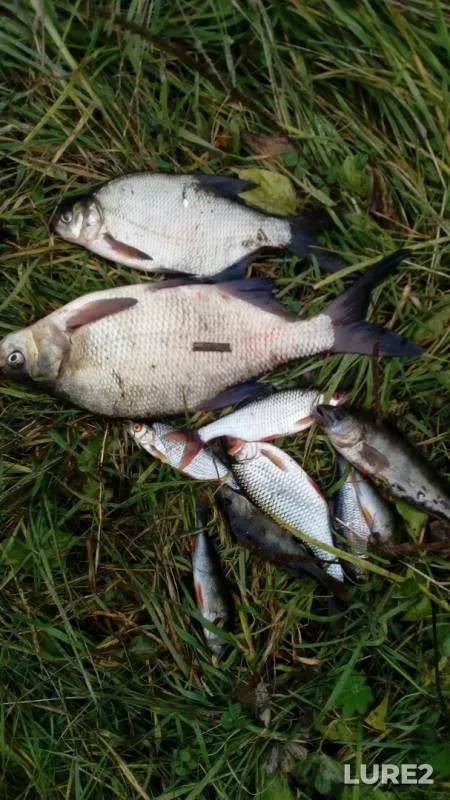 Bream, Perch — Tvertsa, Sep 30, 2019