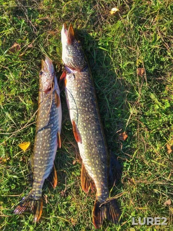 Pike — Draga, Sep 13, 2018