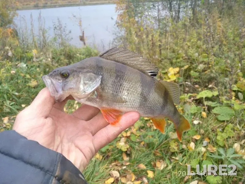 Perch — Volga, Oct 02, 2019