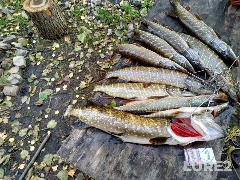 Pike — Stradovnya, Oct 03, 2019