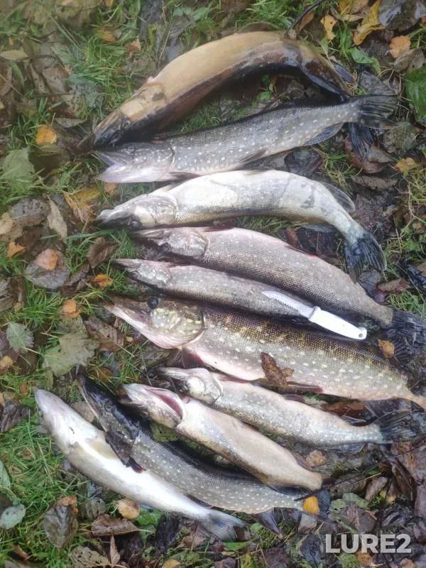 Pike, Zander — Sostsa, Oct 12, 2019