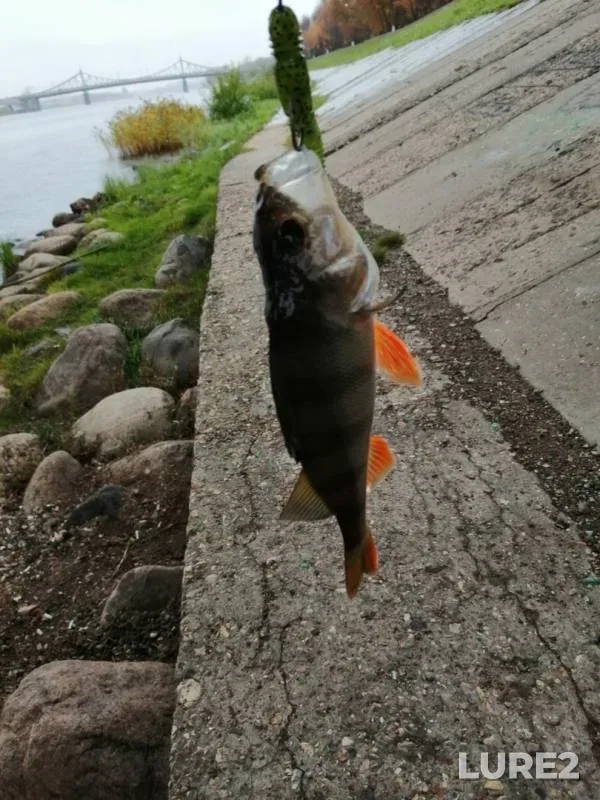 Perch — Volga, Oct 14, 2019