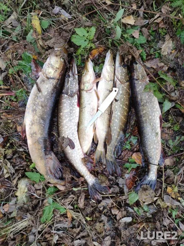 Pike — Soz, Oct 19, 2019