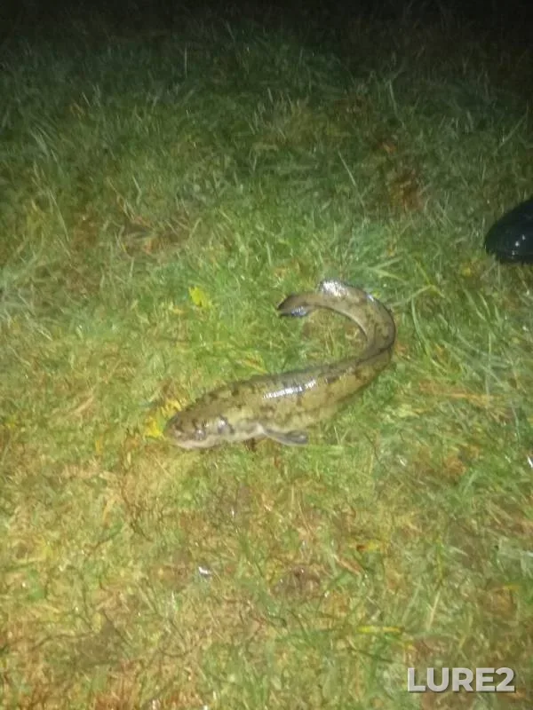 Burbot — Volga, Oct 20, 2019
