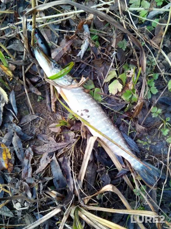 Pike — Tmaka, Oct 26, 2019