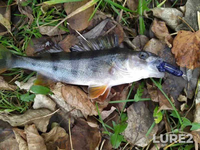 Perch, Zander — Volga, Oct 26, 2019