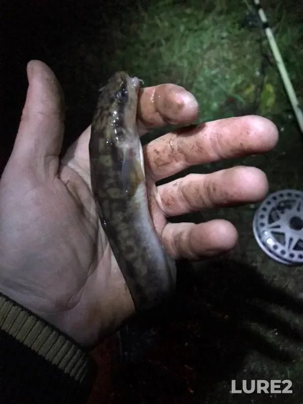 Burbot — Volga, Oct 26, 2019