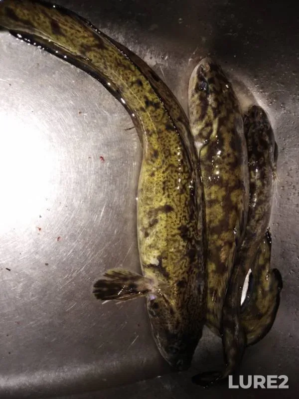 Burbot — Tvertsa, Oct 27, 2019