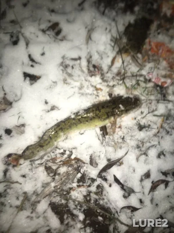 Burbot — Volga, Oct 30, 2019