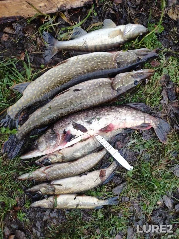 Pike, Zander — Soz, Nov 03, 2019