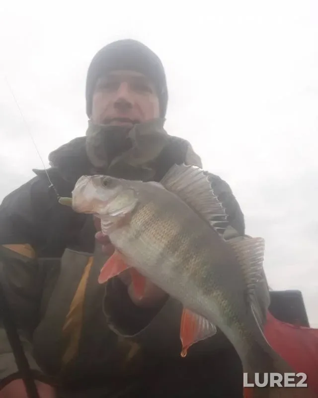 Perch, Pike — Seliger, Nov 13, 2019