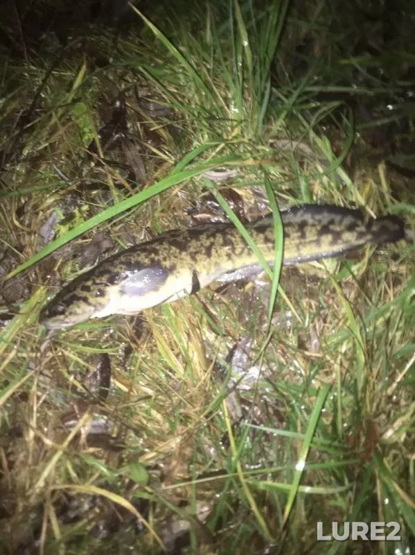 Burbot — Volga, Nov 16, 2019
