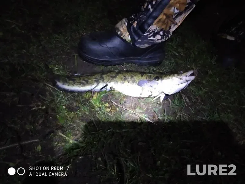 Burbot — Volga, Nov 17, 2019