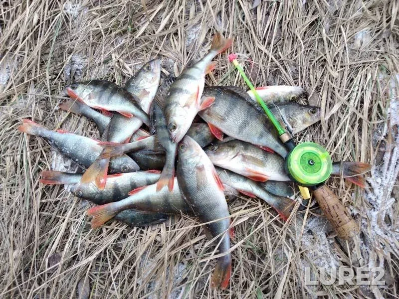 Perch — Tverskaya oblast, Nov 27, 2019