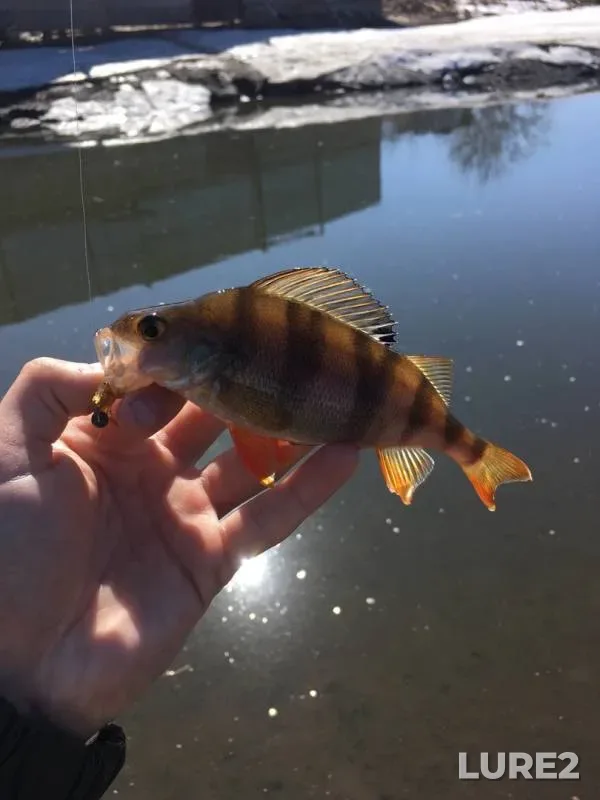 Perch — Melekess, Apr 11, 2019