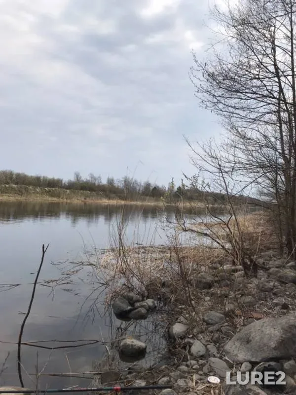 Ide, Perch — Novoladozhskiy kanal, Apr 27, 2019