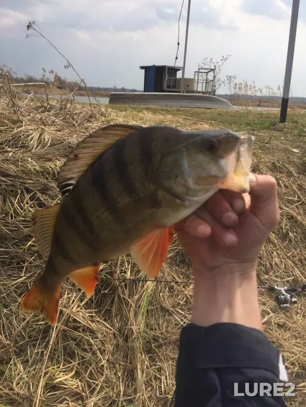 Perch — Kostromskaya oblast, May 04, 2019