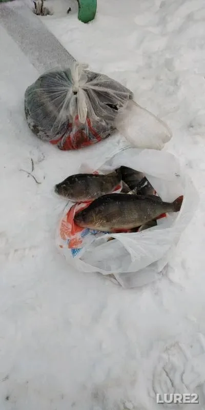 Burbot, Perch — Volga, Dec 31, 2018