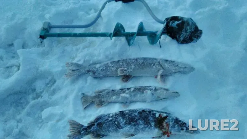 Pike — Volga, Jan 29, 2019