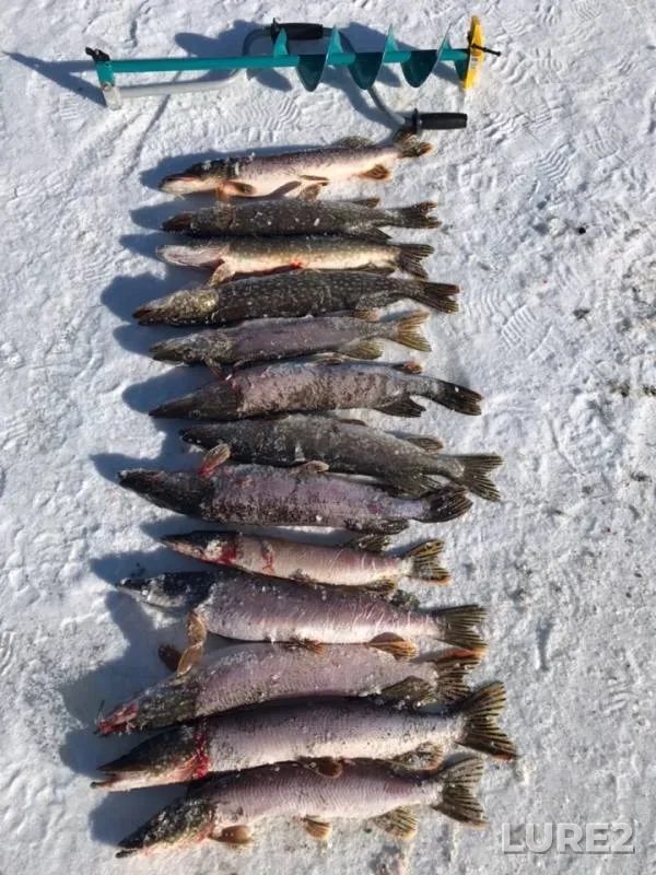 Pike — Yaroslavskaya oblast, Mar 14, 2019