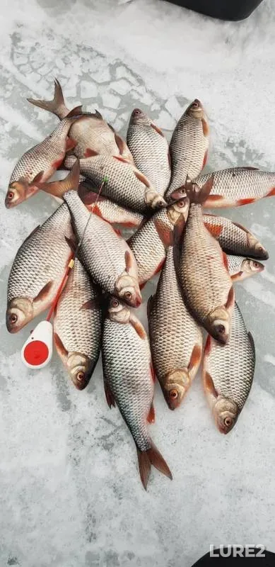 Roach — Volga, Mar 15, 2019