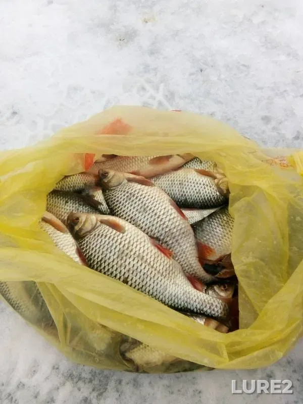 Roach — Volga, Mar 17, 2019