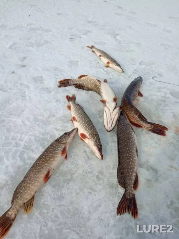 Pike — Rybinskoye, Mar 19, 2019