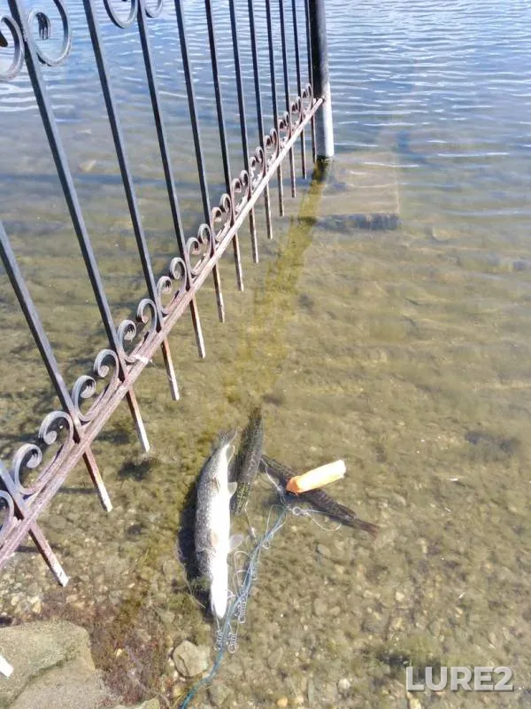 Pike — Chebarkul, Aug 16, 2018