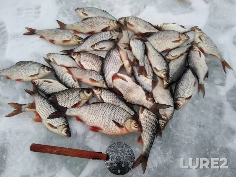 Bream, Roach — Rybinskoye, Mar 25, 2019