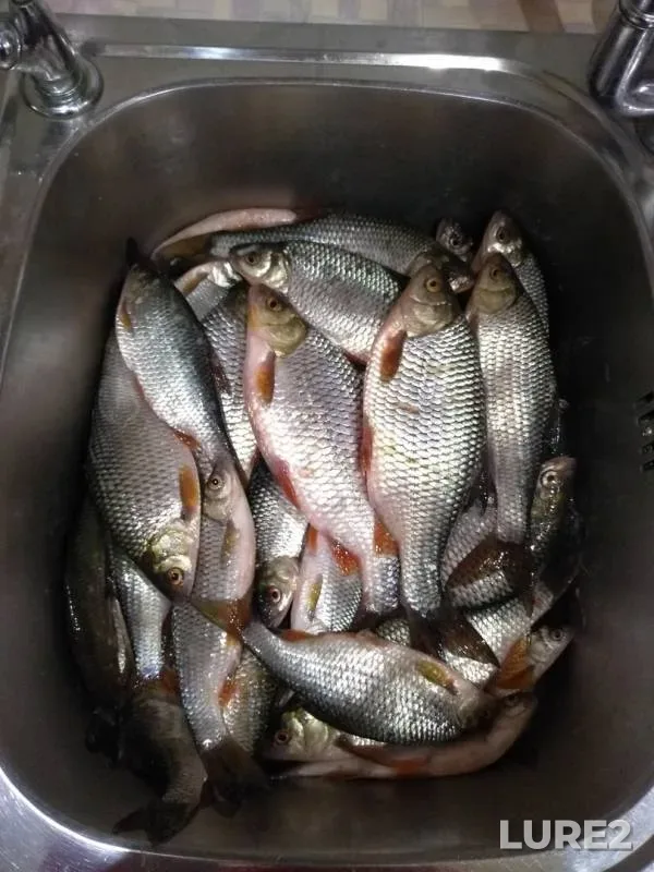 Roach — Volga, Apr 01, 2019