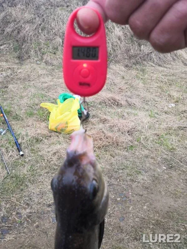 Perch, Roach — Sheksna, May 05, 2019