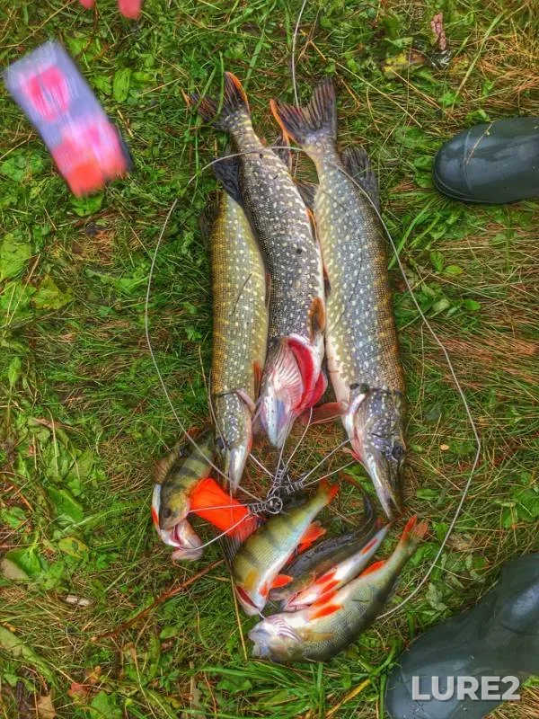 Perch, Pike — Verkhniy Iremel, Sep 02, 2018