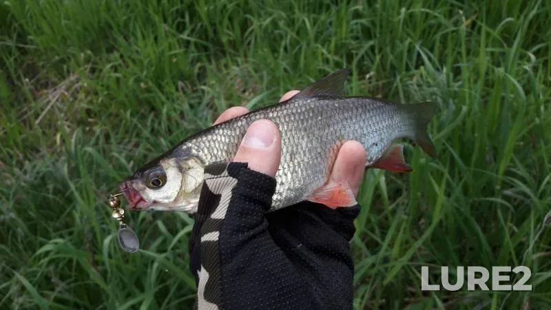 Asp, Perch — Korovka, May 26, 2019