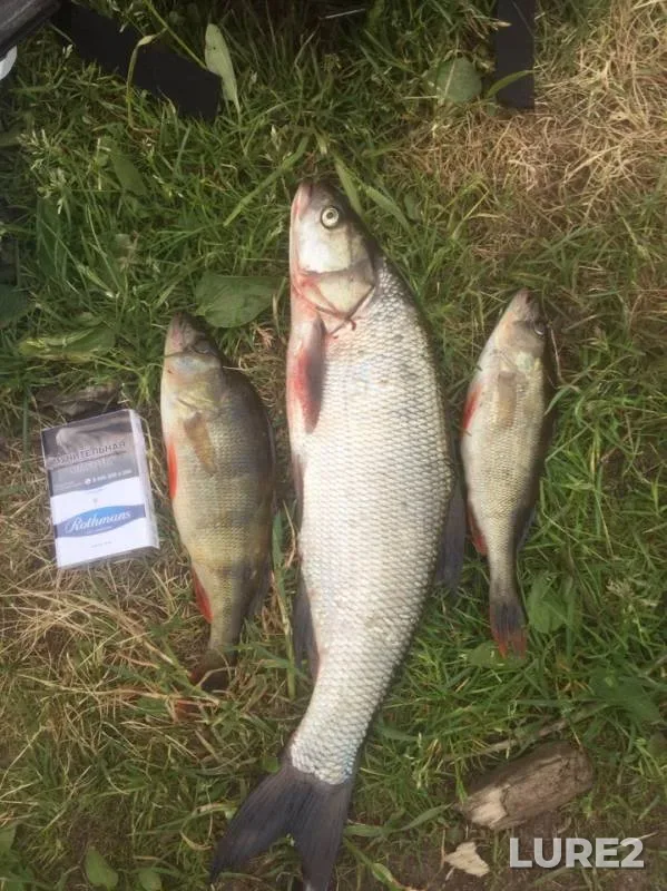 Asp, Perch — Volga, Jun 02, 2019