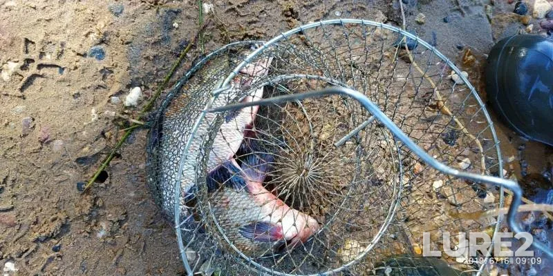 Bream — Volga, Jun 18, 2019