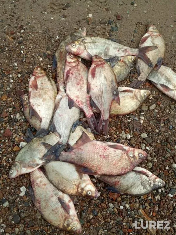 Bream — Volga, Jun 18, 2019
