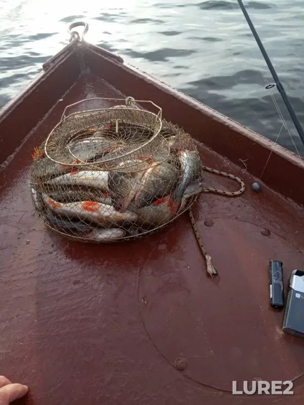 Perch — Volga, Jun 23, 2019